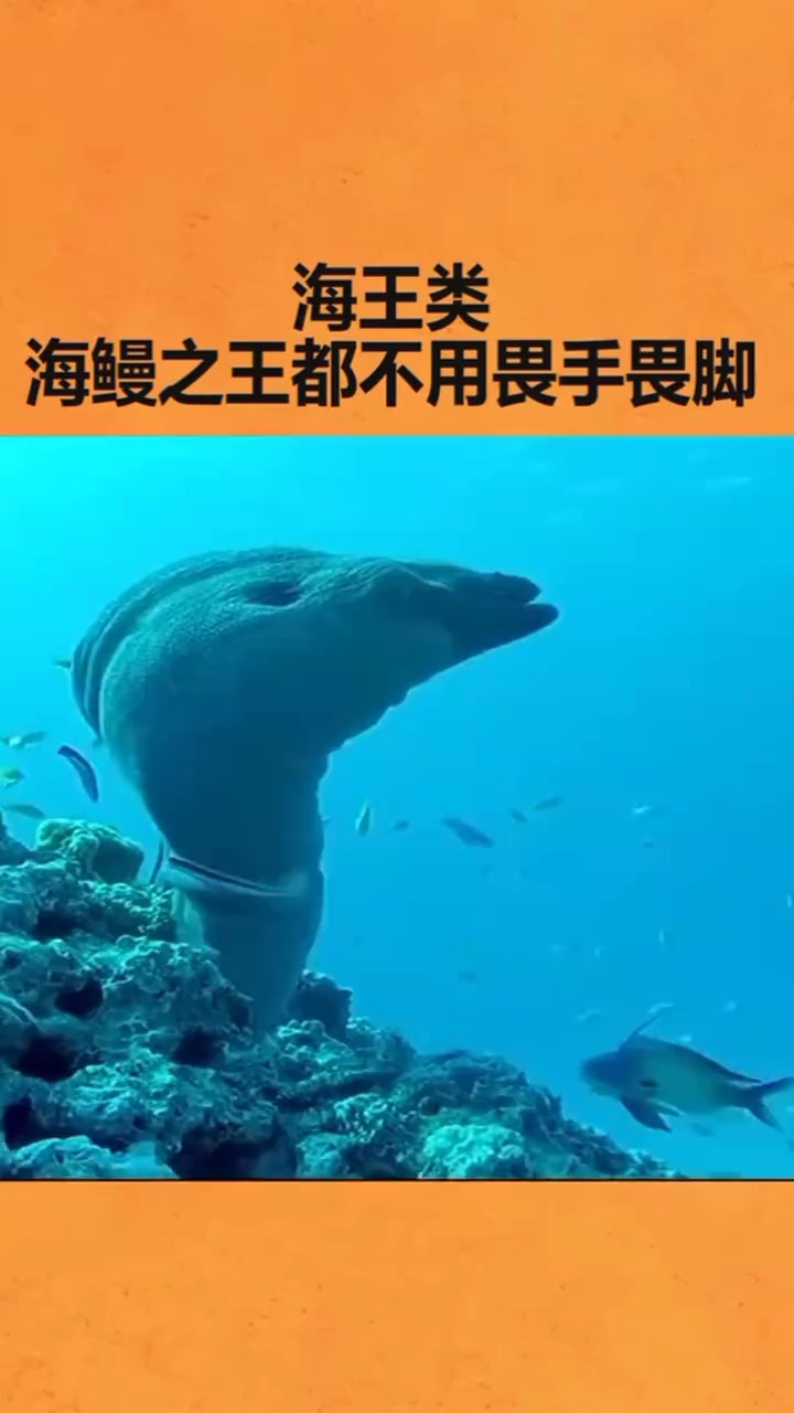 海王类海鳗之王都不用畏手畏脚