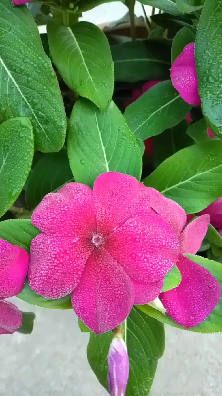 沾了露水的金达莱花 美美哒