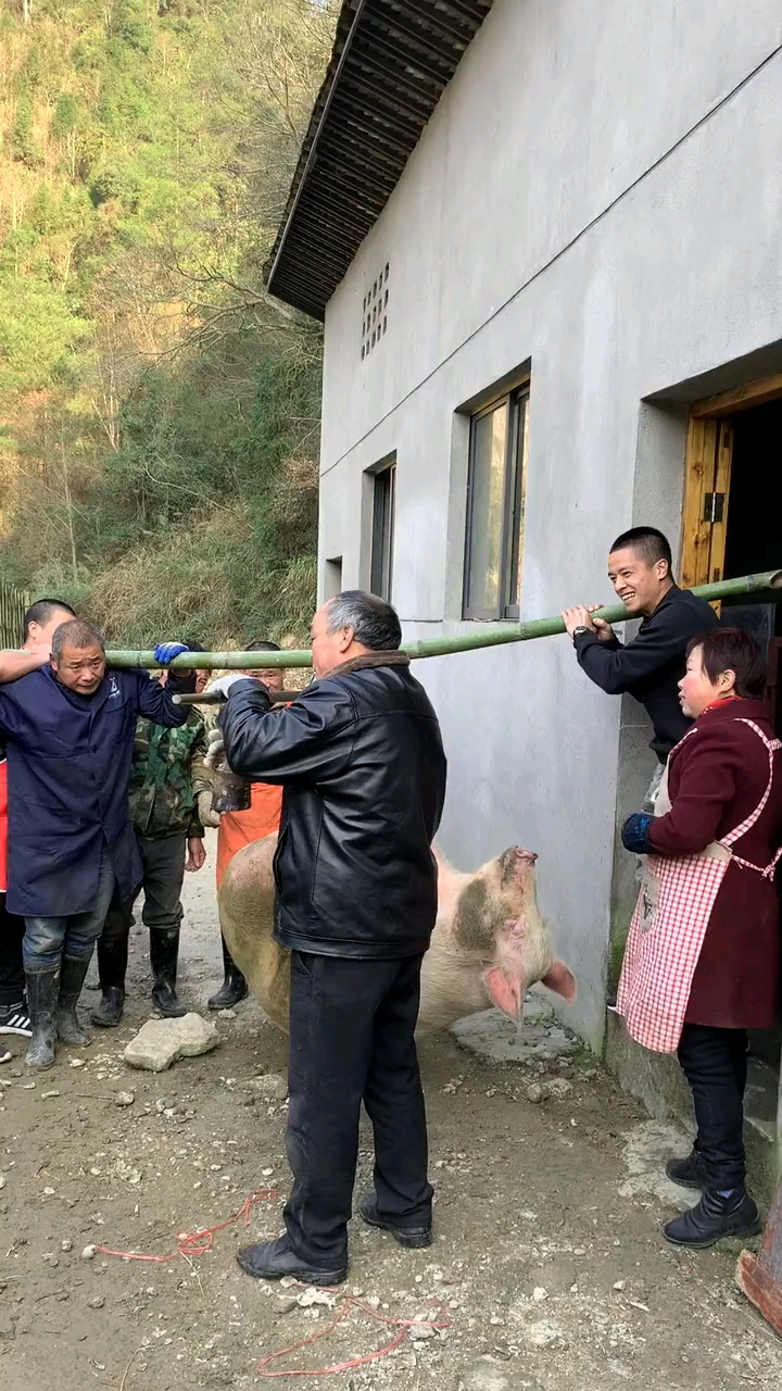 过年了,426斤的大猪!竹子都抬断了!围观群众很多哦!