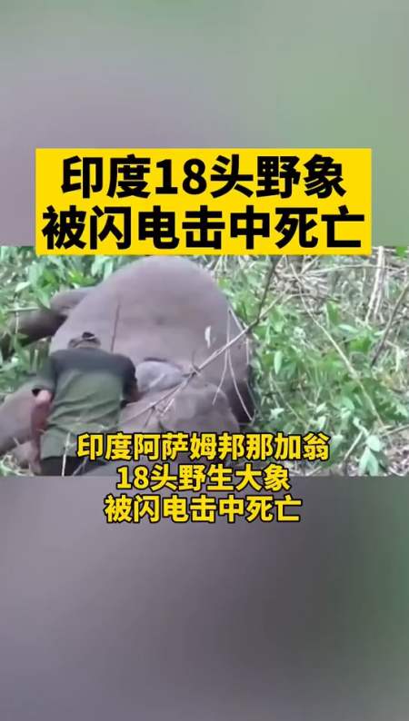 印度18头野象被闪电击中死亡.