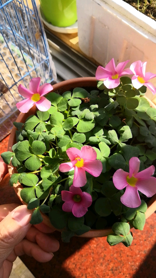 酢浆草,最美芙蓉,美美的!