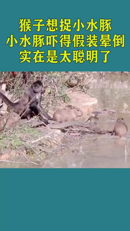 猴子想捉小水豚,小水豚吓得假装晕倒,实在是太聪明了!