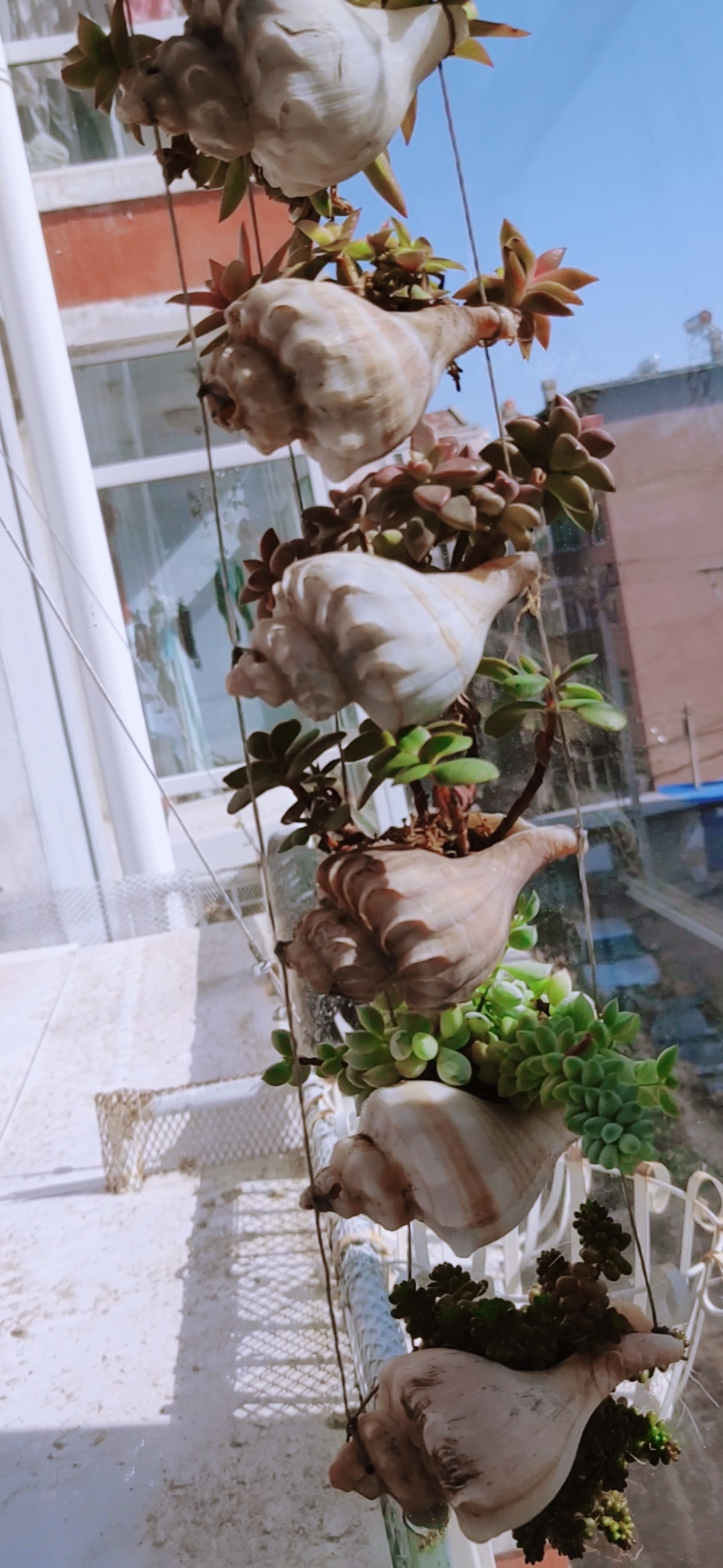 我的小花园#海螺多肉像风铃一样