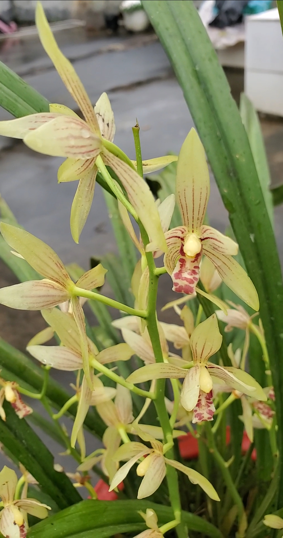 兰花#大丛秋榜兰花