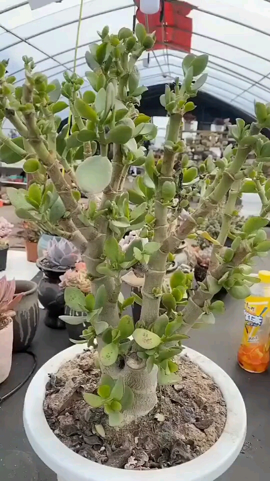今天给大家看一个多肉嫁接,真的是特别的好看!