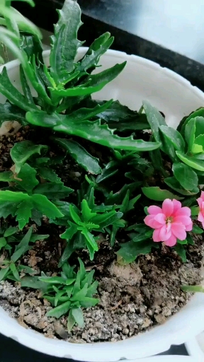 教大家扦插鹿角长寿花.