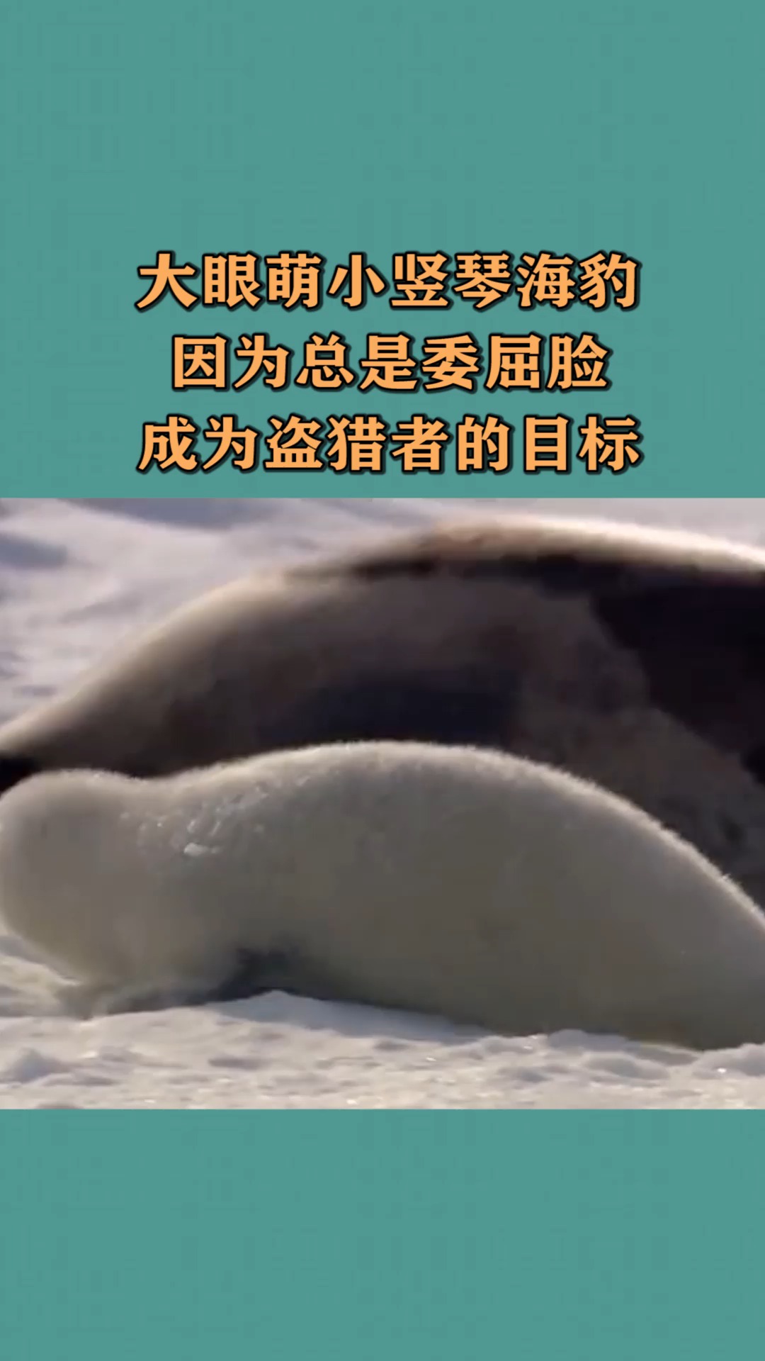 我要上热门#大眼萌小竖琴海豹,因为总是委屈脸,成为盗猎者的目标-度