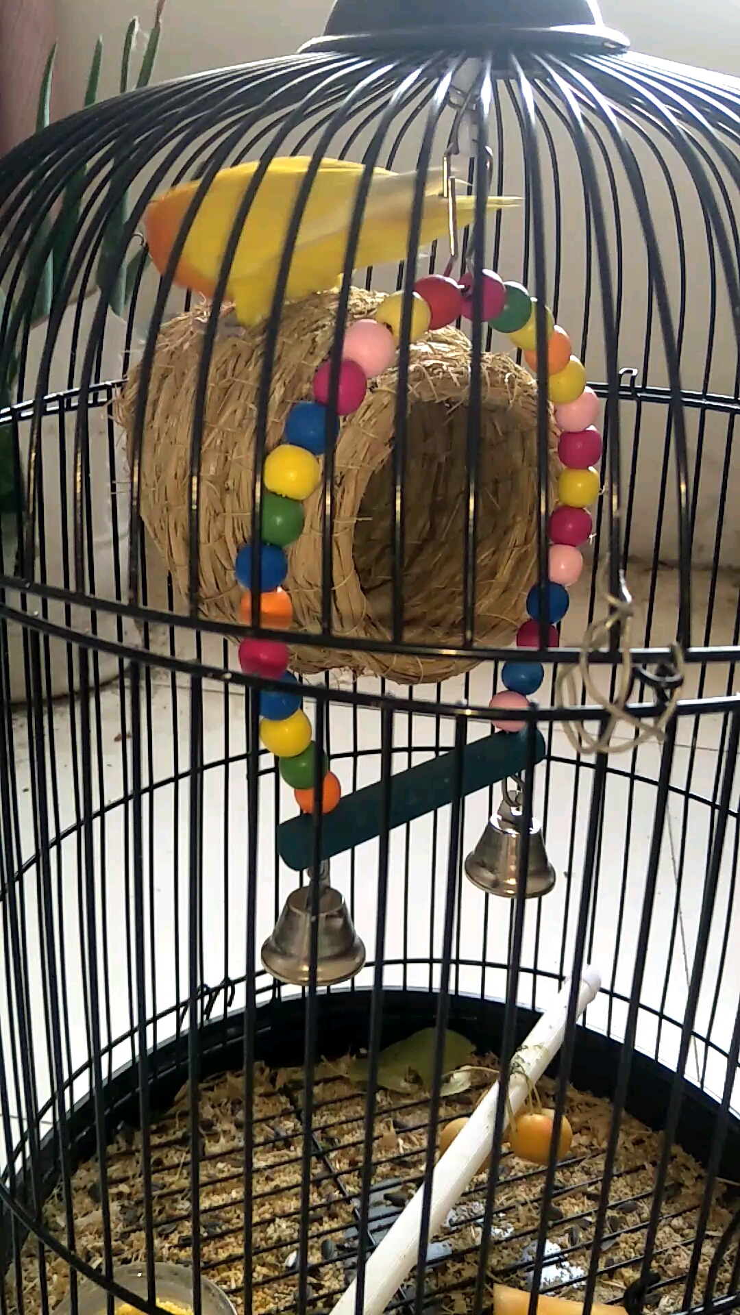 牡丹黄金丝鹦鹉太活泼好动还胆小