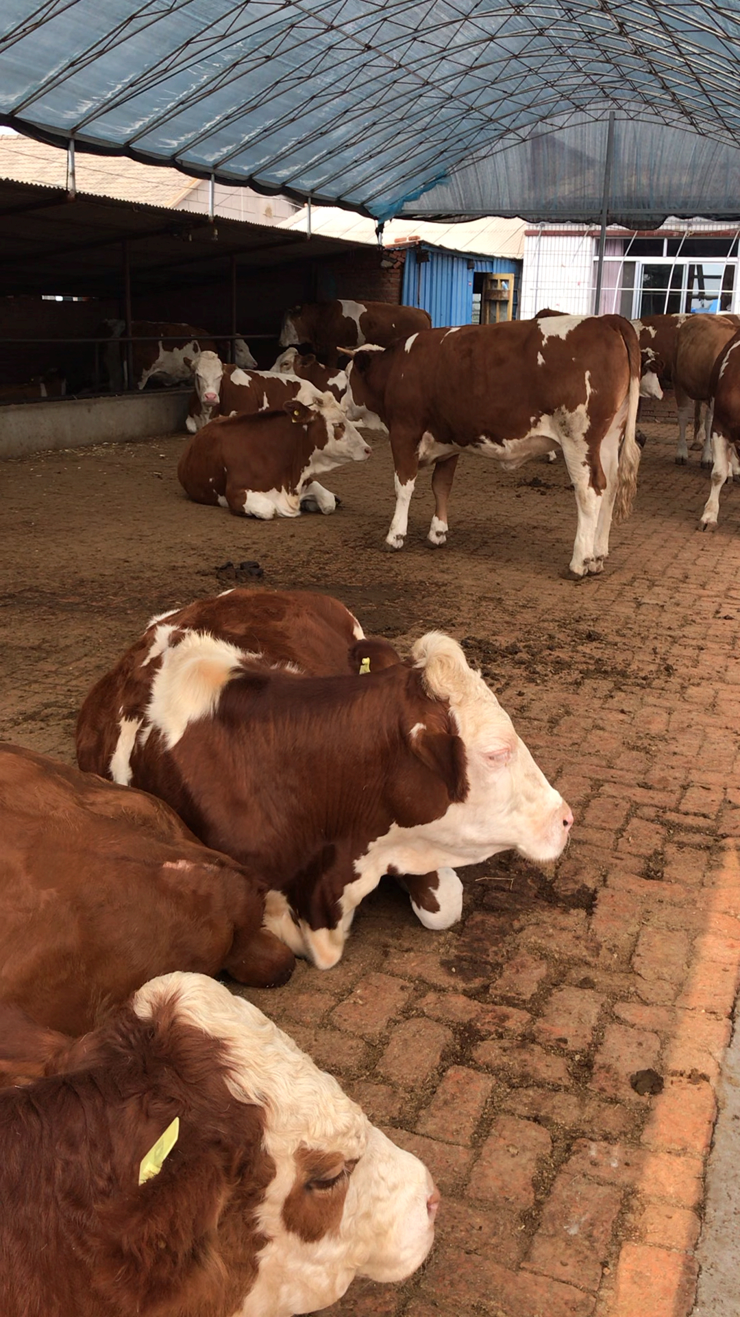 吉林改良牛,西门塔尔.二岁子,怀胎母牛.