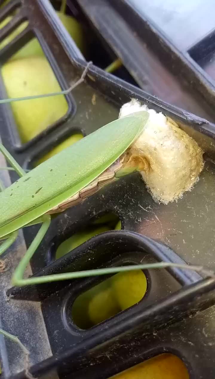 螳螂卵发黑图片