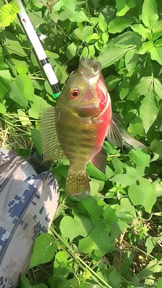 彩色的罗非鱼,很漂亮,但是这个品种体型都不大.