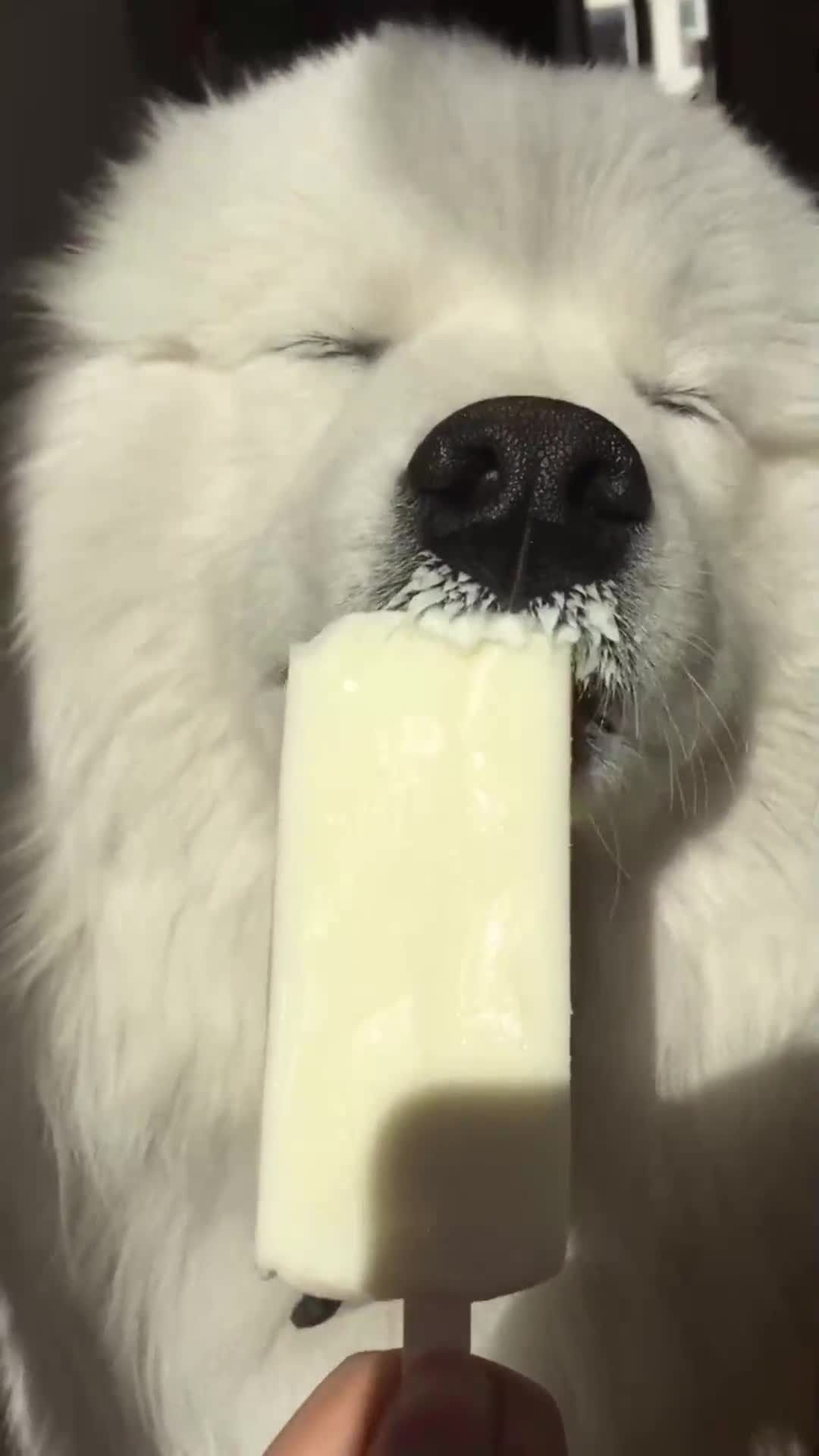 主人喂狗狗吃雪糕狗狗一脸享受的样子这一幕太逗了