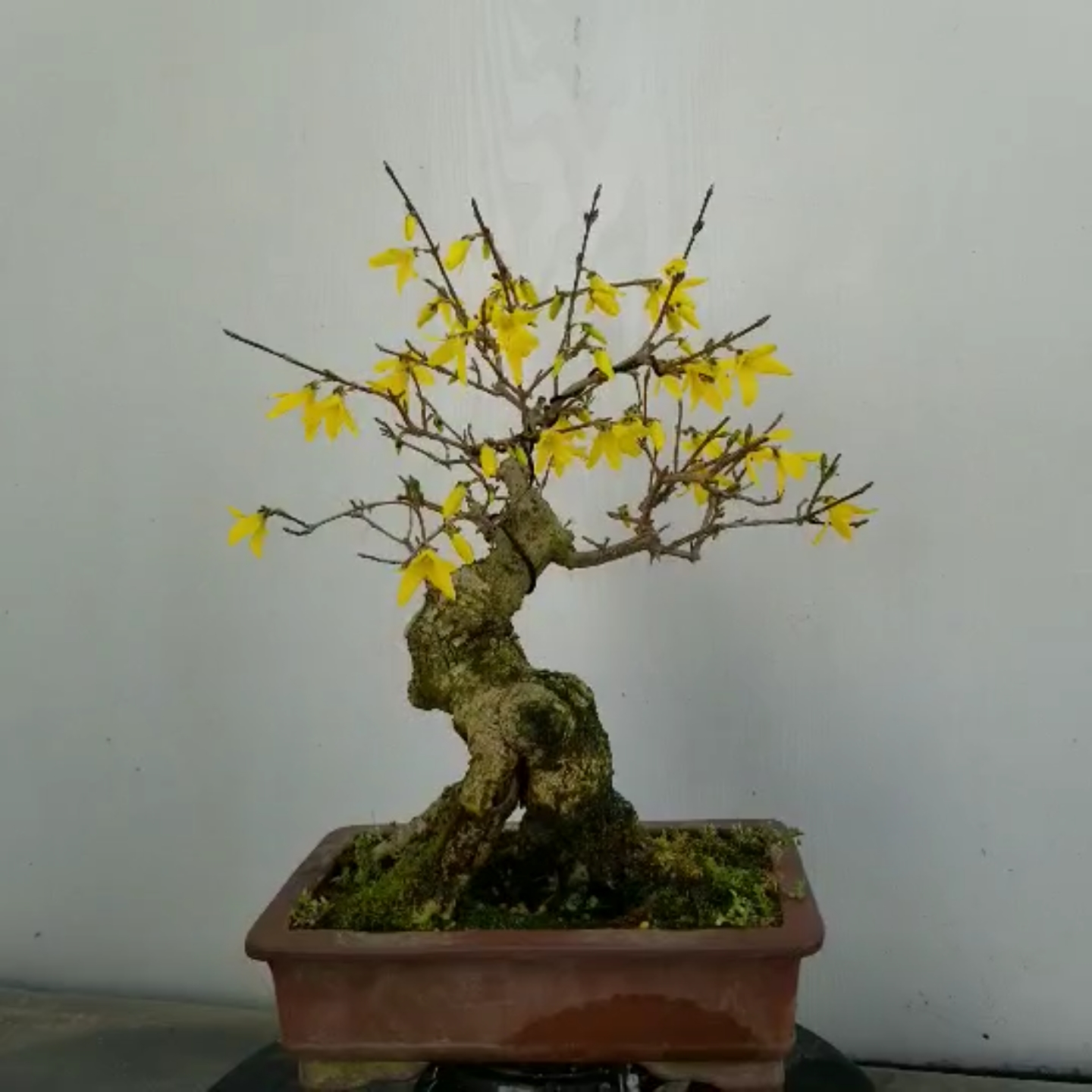 盆景爱好#连翘盆景