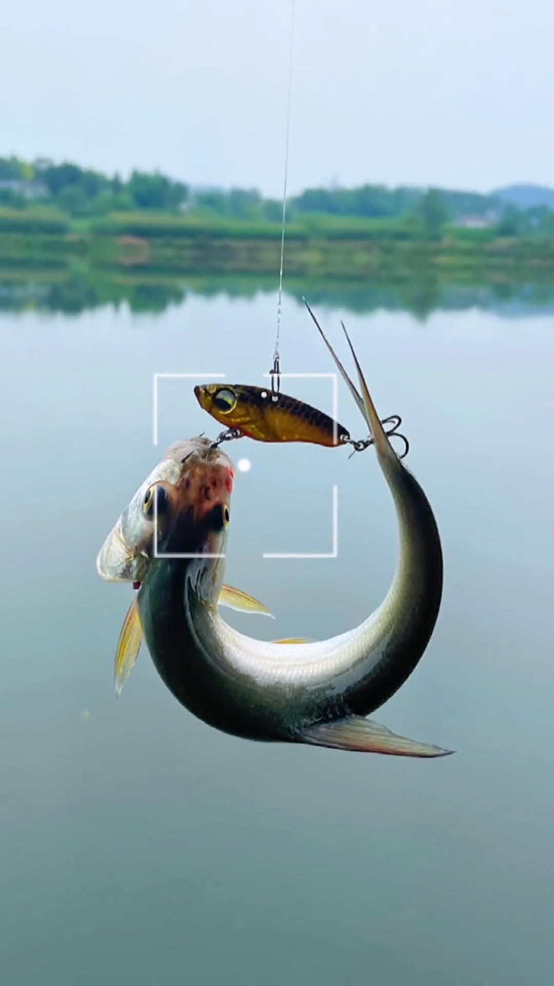 钓鱼#兄弟们,这鱼出水的姿势你打几分#路亚 #钓鱼 #钓鱼人 #搞笑