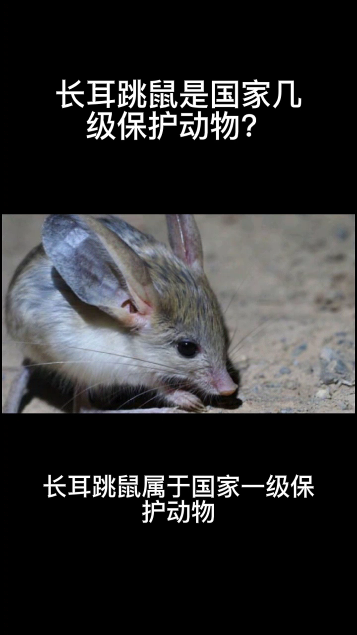 长耳跳鼠是国家几级保护动物