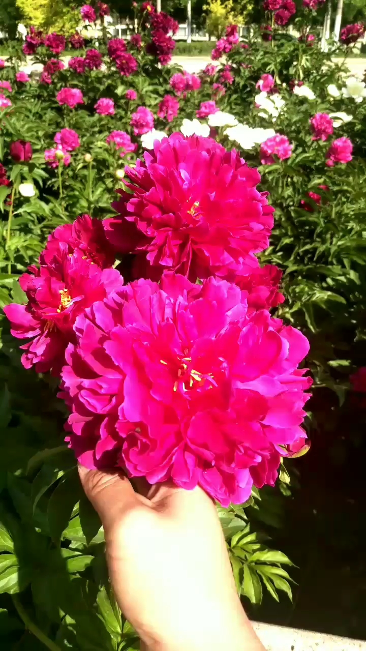 带着我闺妞儿去看牡丹花,结果人家走半路就睡着了