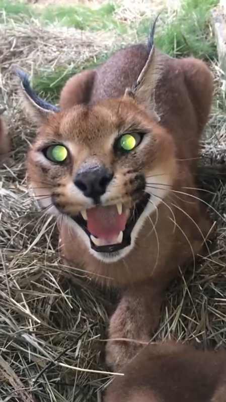 娱乐#这是什么品种的猫咪,这么可怕,我承认它发凶的那一刻,被吓到了