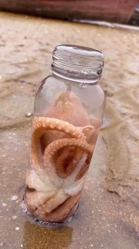 小伙伴想看的八爪鱼钻瓶子来了!-全民小视频