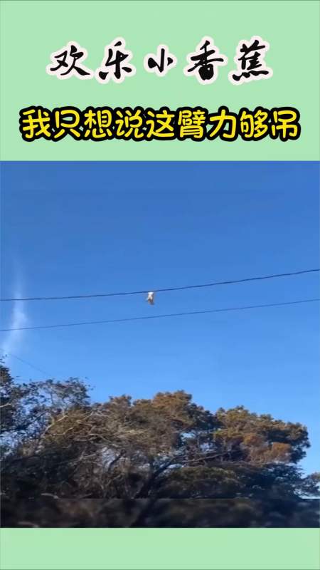 搞笑动物#我只想说这tmd臂力够吊