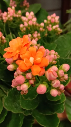 音为有你#橙色的长寿花令人陶醉!