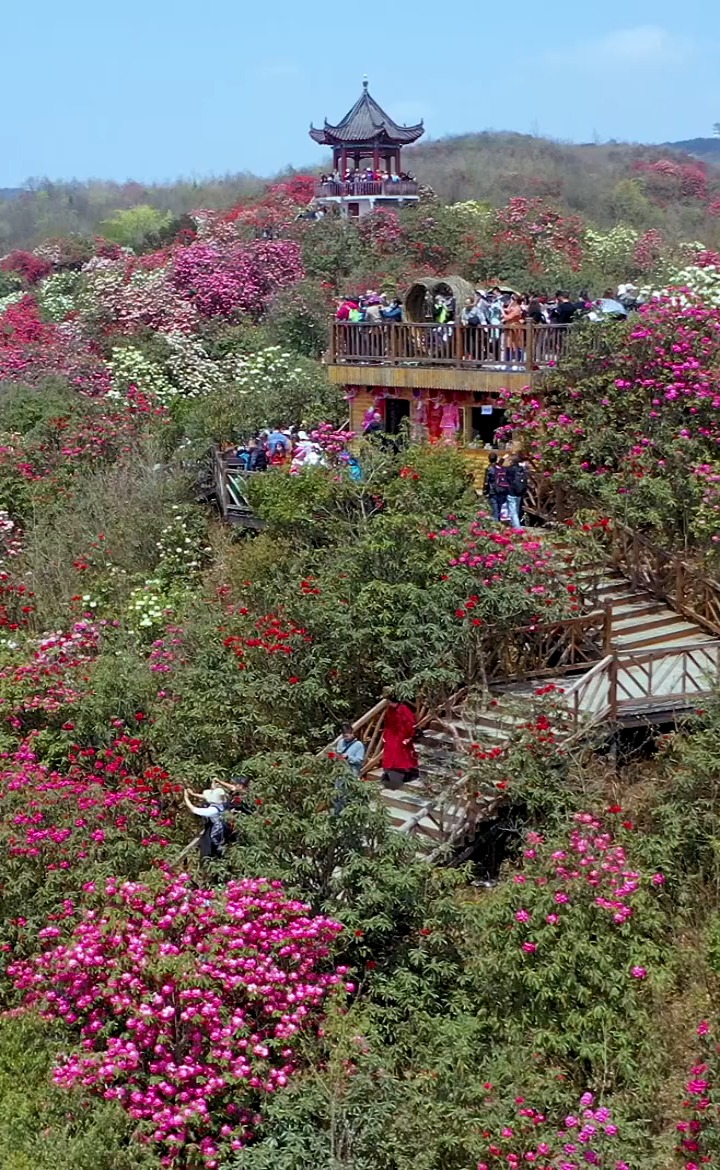 贵州百里杜鹃地址图片