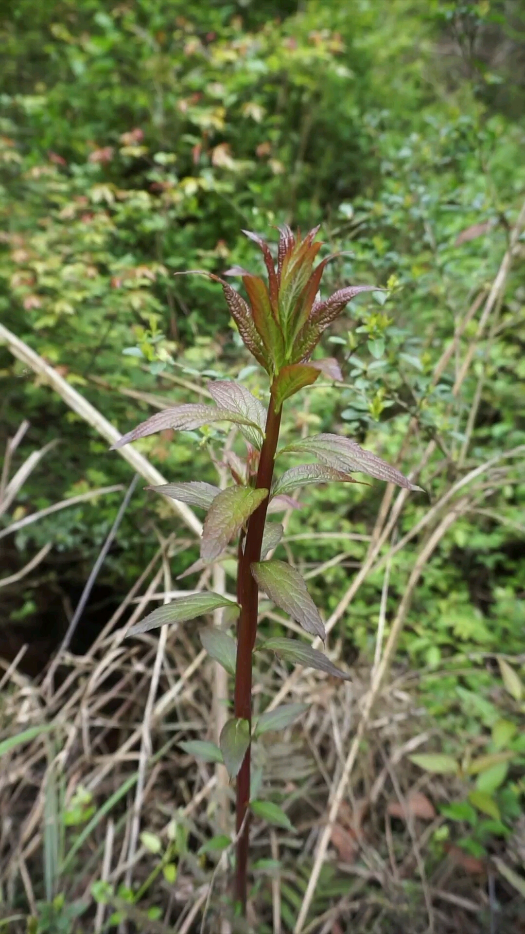 中药材通花杆树图片图片