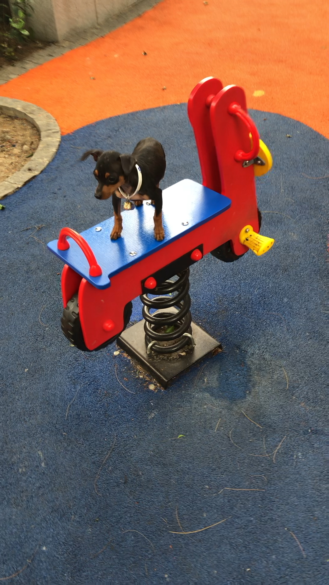 这么小的把这么大的木马摇摆起来了!可想而知它是多么的胆小吖