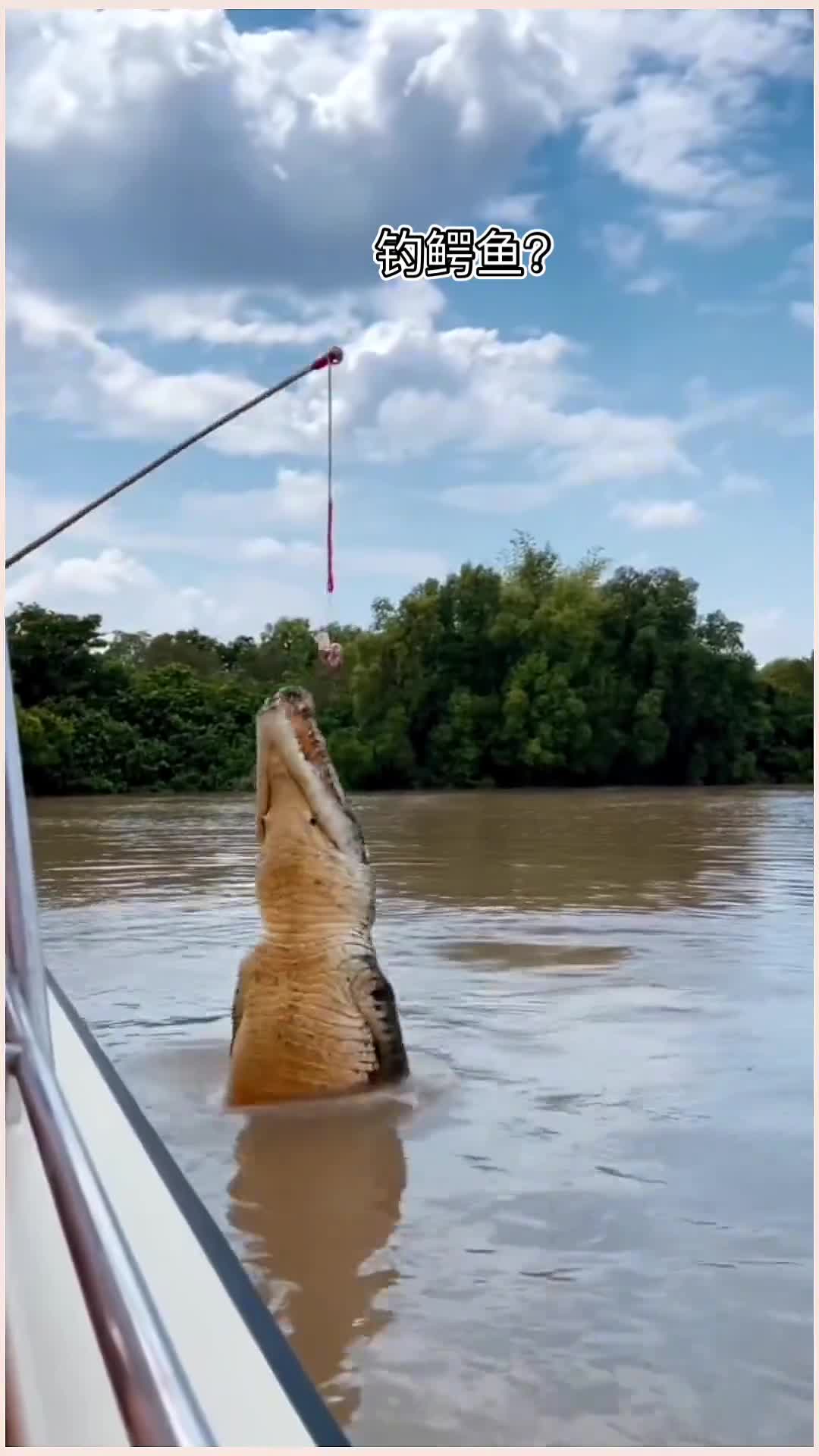 钓鳄鱼也是第一次看鳄鱼跳这么高