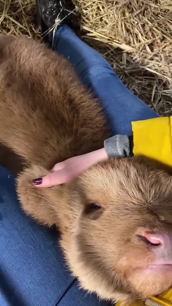 牛牛中的小泰迪#牛#歌曲有幸被爱无畏山海