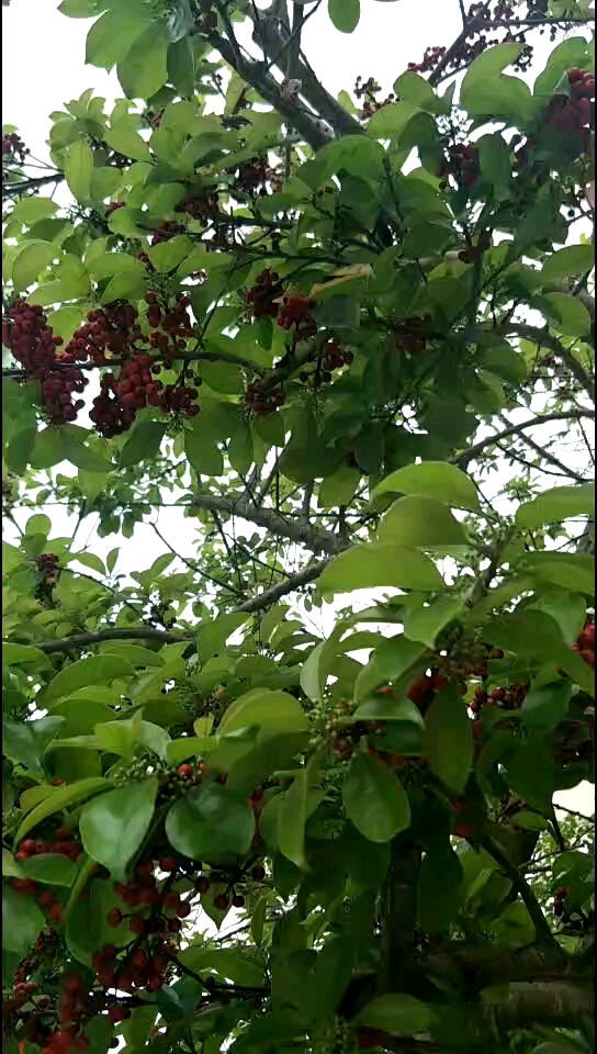 這是鐵冬青的果實 鐵冬青也叫求必應,熊膽木,白銀木,過山風 清熱解毒