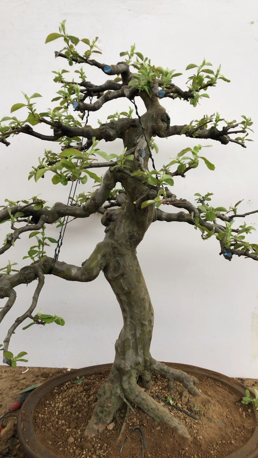 是不是好货 老板们说了算 老桩木瓜