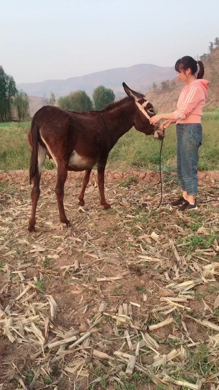 我在大山里面放驴