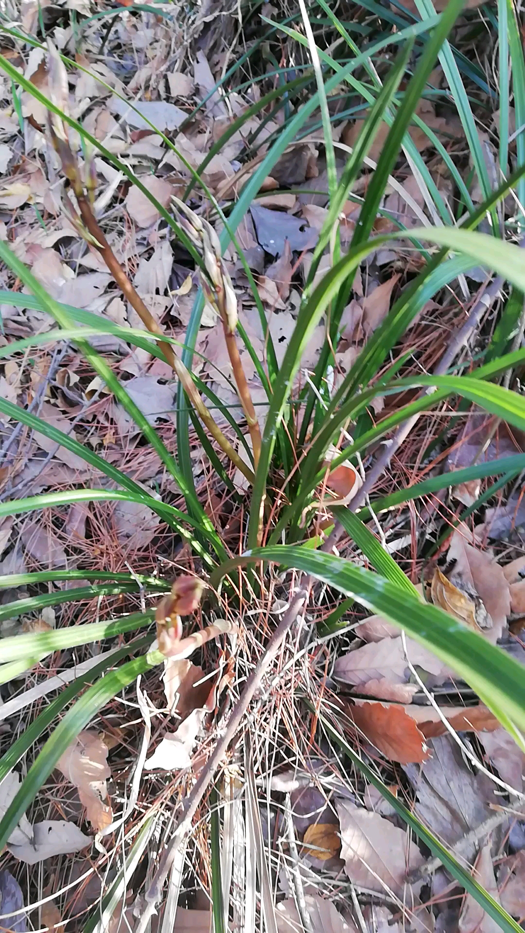 一窝三个花箭的野生蕙兰,漂亮吗?
