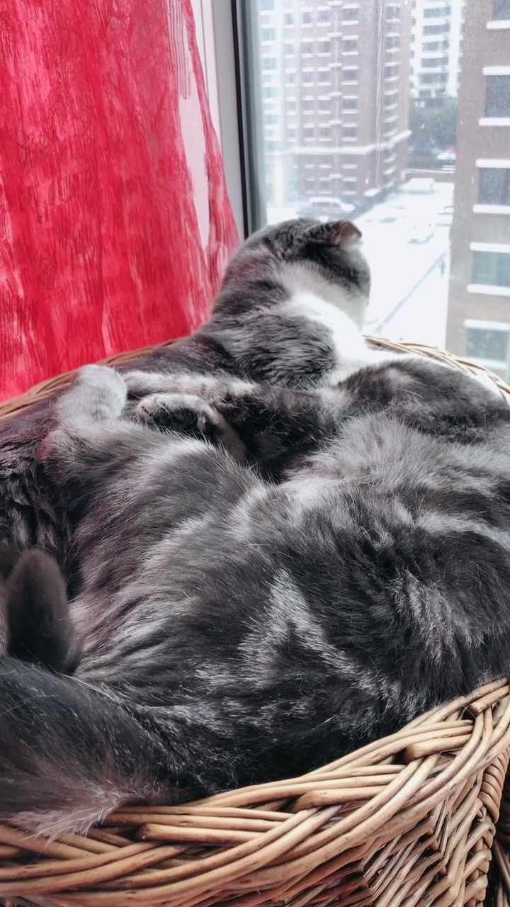 我家萌宠#见过连体猫吗?两只猫却拥有一个头!