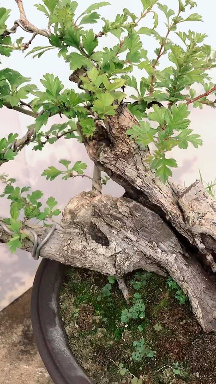 山里红山楂盆景