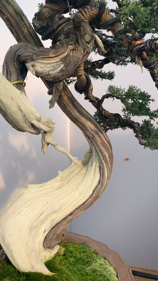 金奖作品 系鱼川真柏盆景