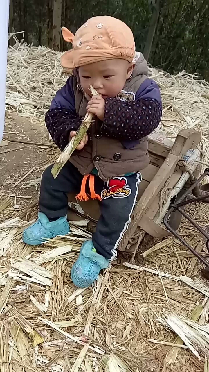 我们那边的人,厉害吧.这么小都能自己啃甘蔗