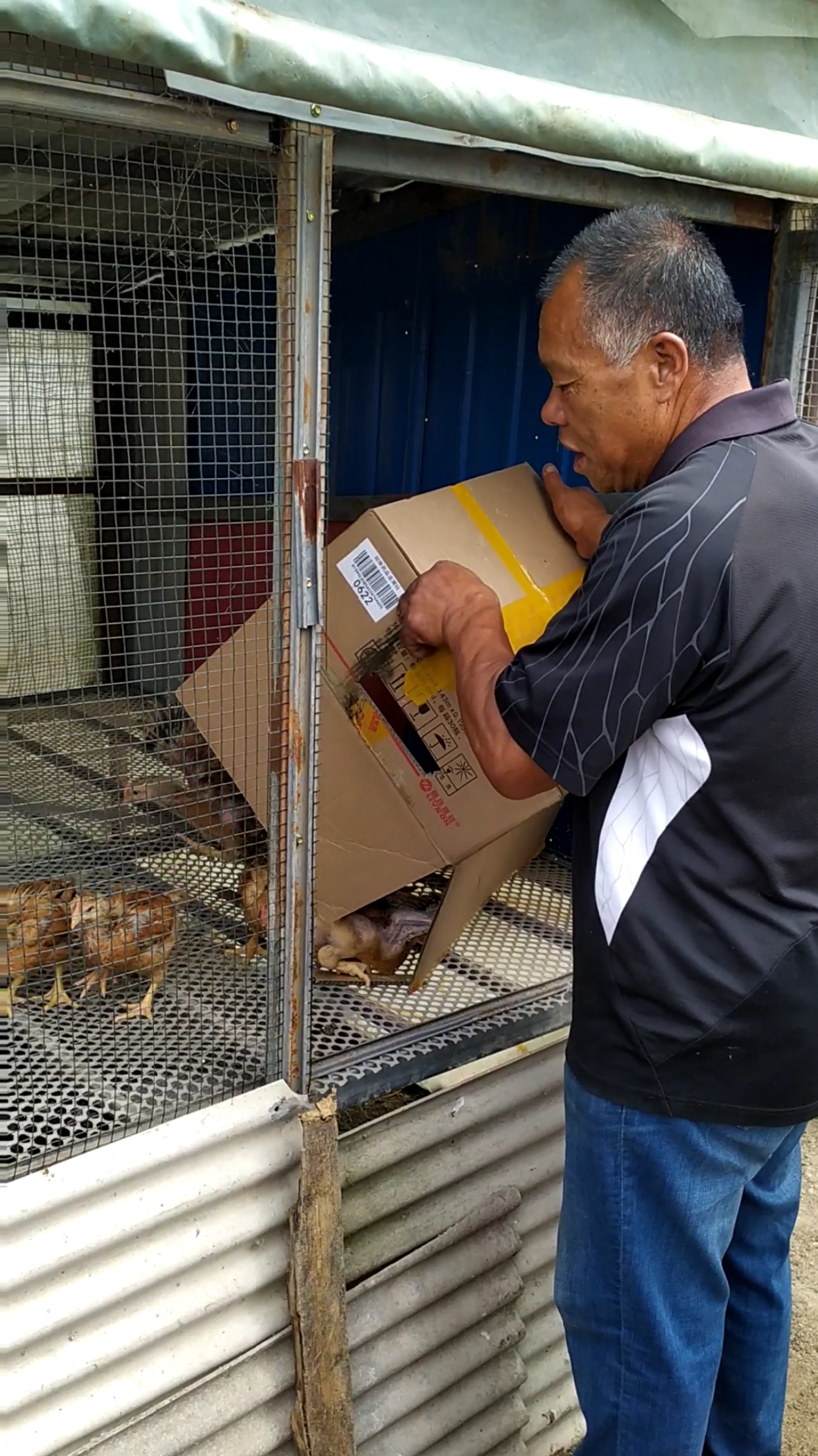 老爸赶集又抓了好多小鸡,老妈回来跟老爸吵了一架,因为养这么多鸡也吃