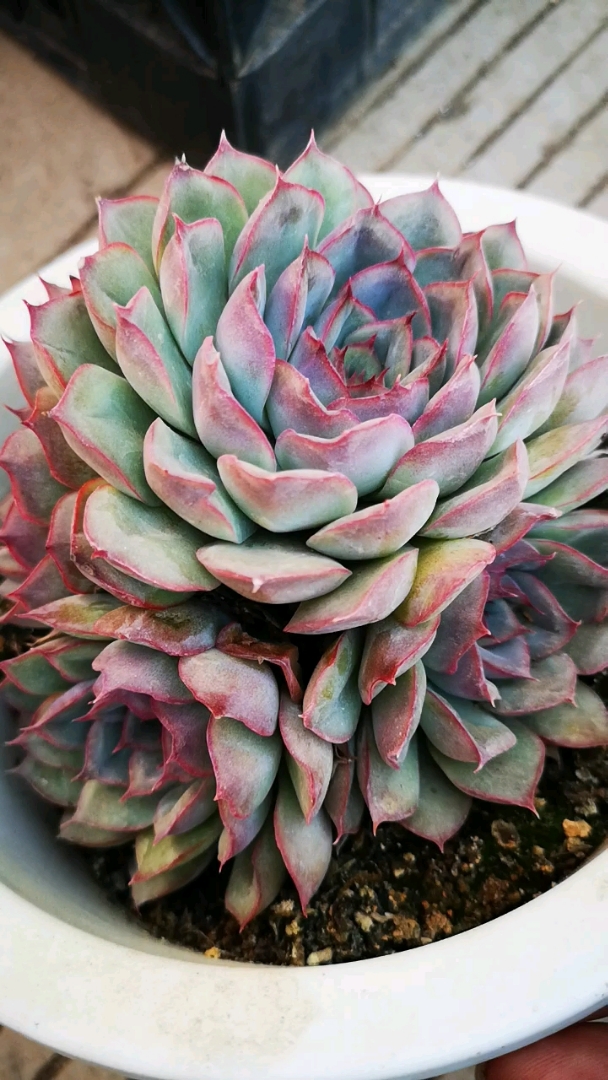 生活小妙招#云南多肉植物基地 多肉植物猎户座