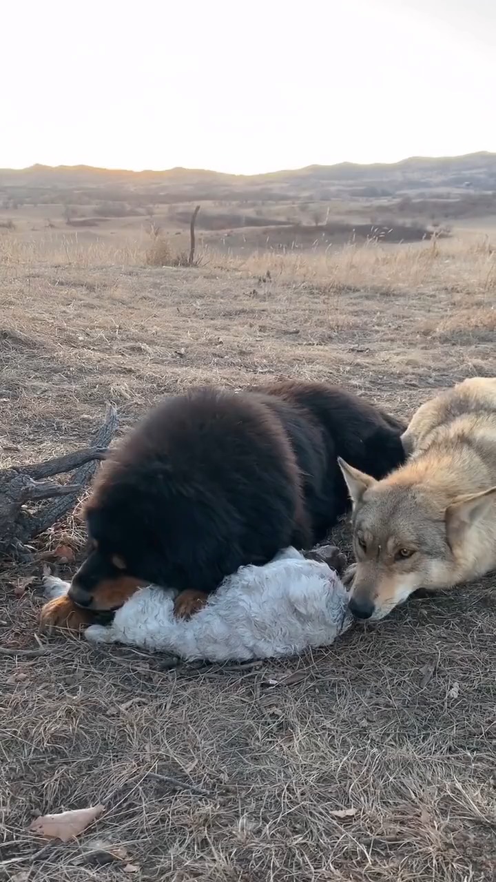 狼和狗的和平相处,共吃一只羊-度小视