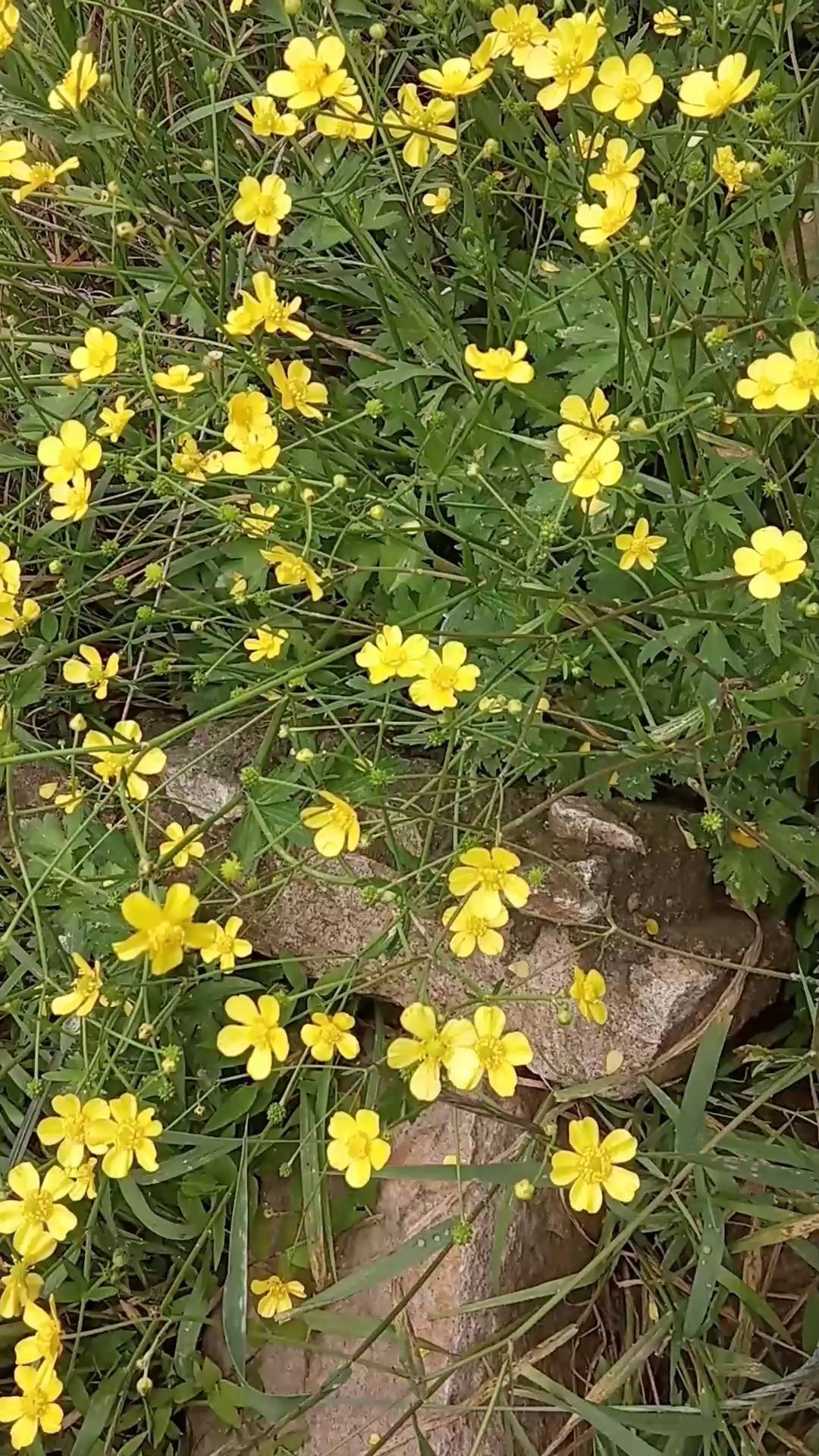 乡村生活#路边的一大片小黄花,不知叫啥?