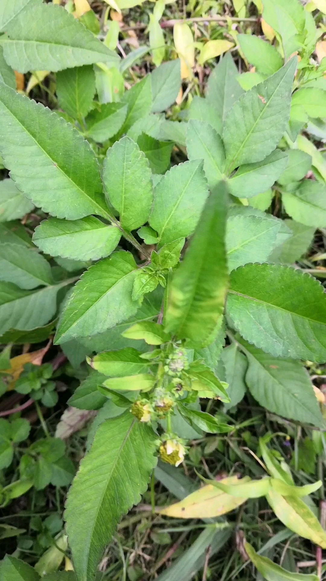 痔疮灵草药图片