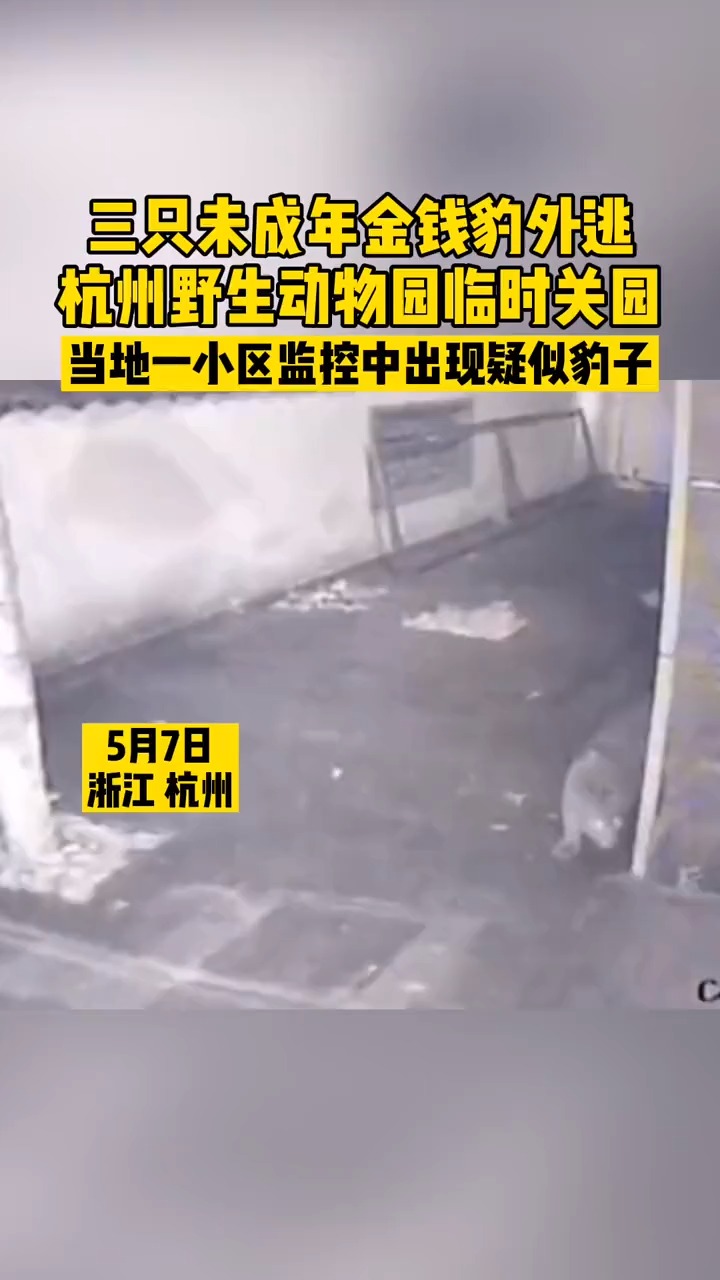 我要上热门#因三只未成年#金钱豹 外逃,杭州野生动物园临时关园