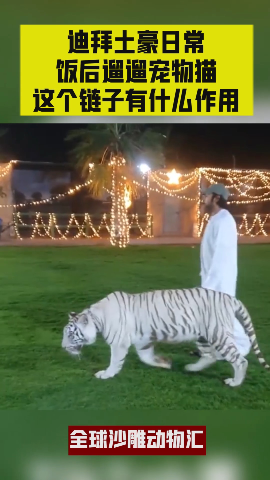 迪拜土豪日常,饭后遛遛宠物猫,这个链子有什么作用?