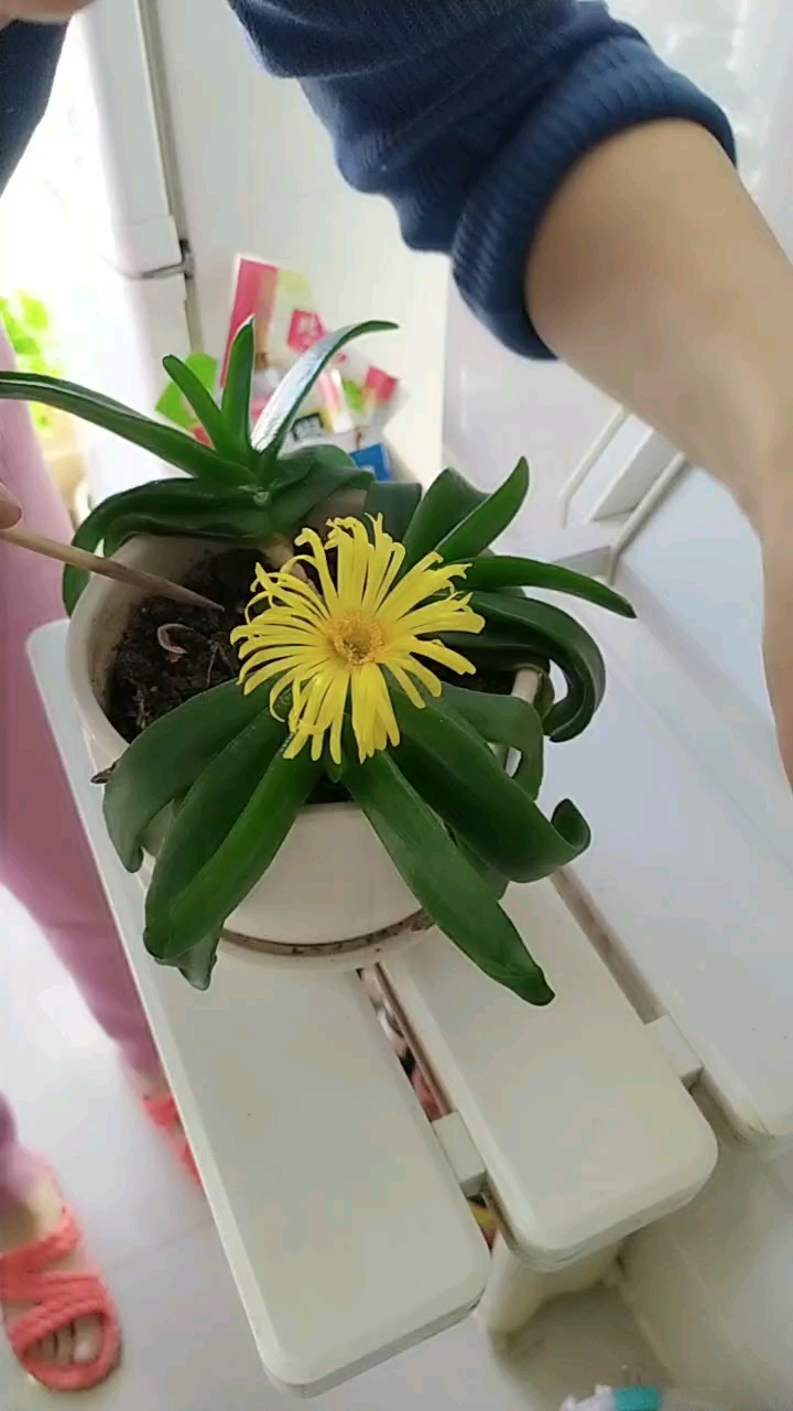 佛手开花像野菊花!