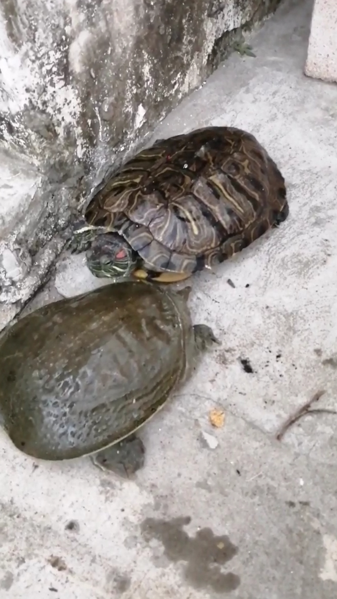 甲鱼挑战乌龟,看谁是胜者?