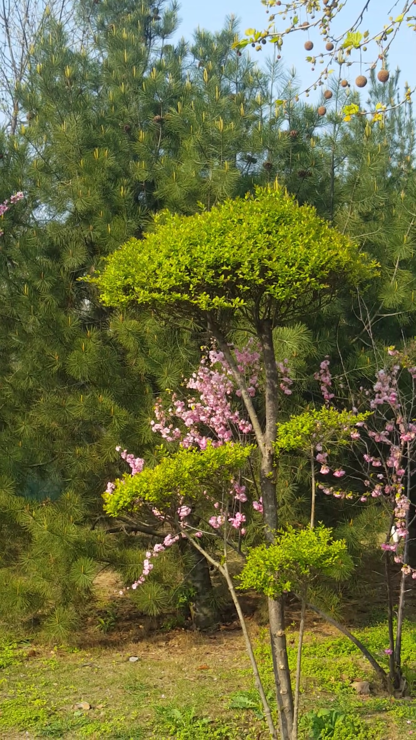 漂亮的花树美景
