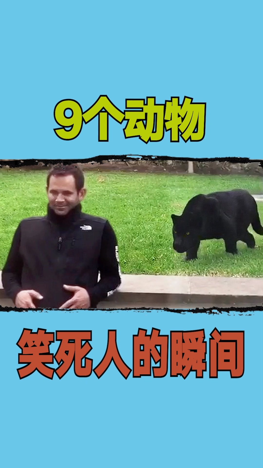 9个动物笑死人的瞬间