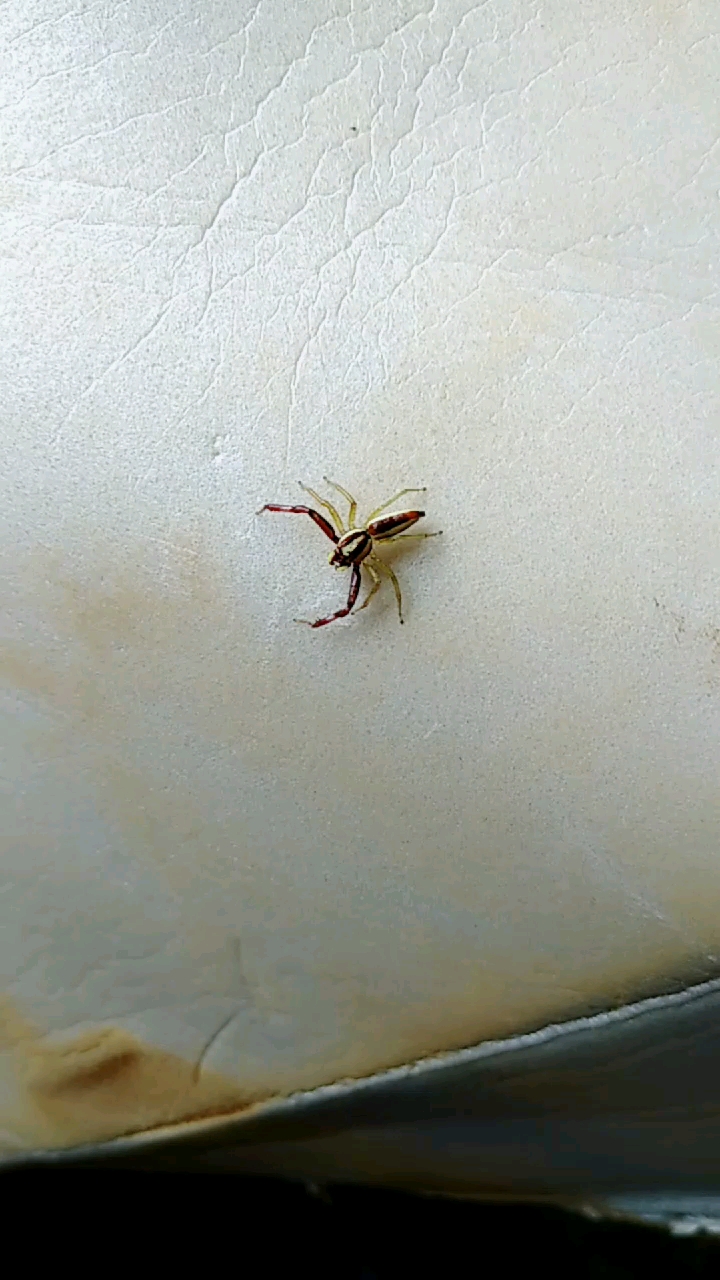 广东境内最毒的蜘蛛