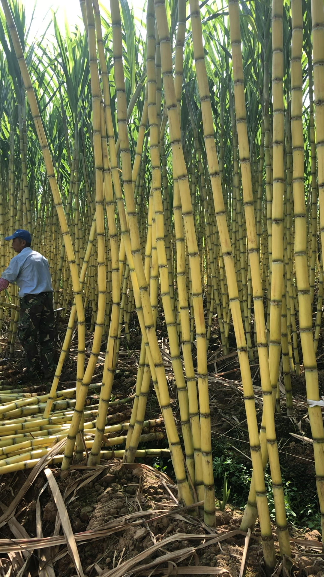 好物推荐#这个是竹子还是甘蔗啊,颜色都不一样,你们见过吗?
